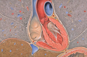Vascular supplies